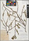 Foto von Salix myrsinifolia Salisb.